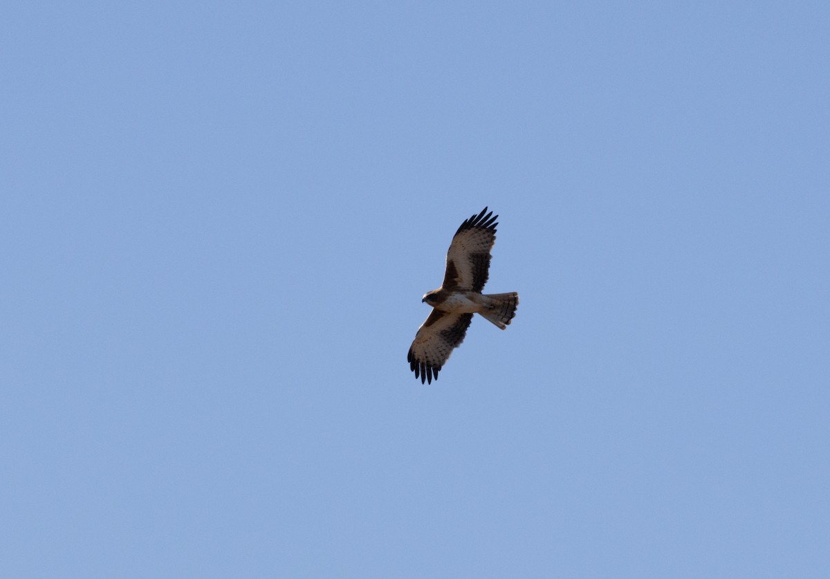 Águila Chica - ML605852101