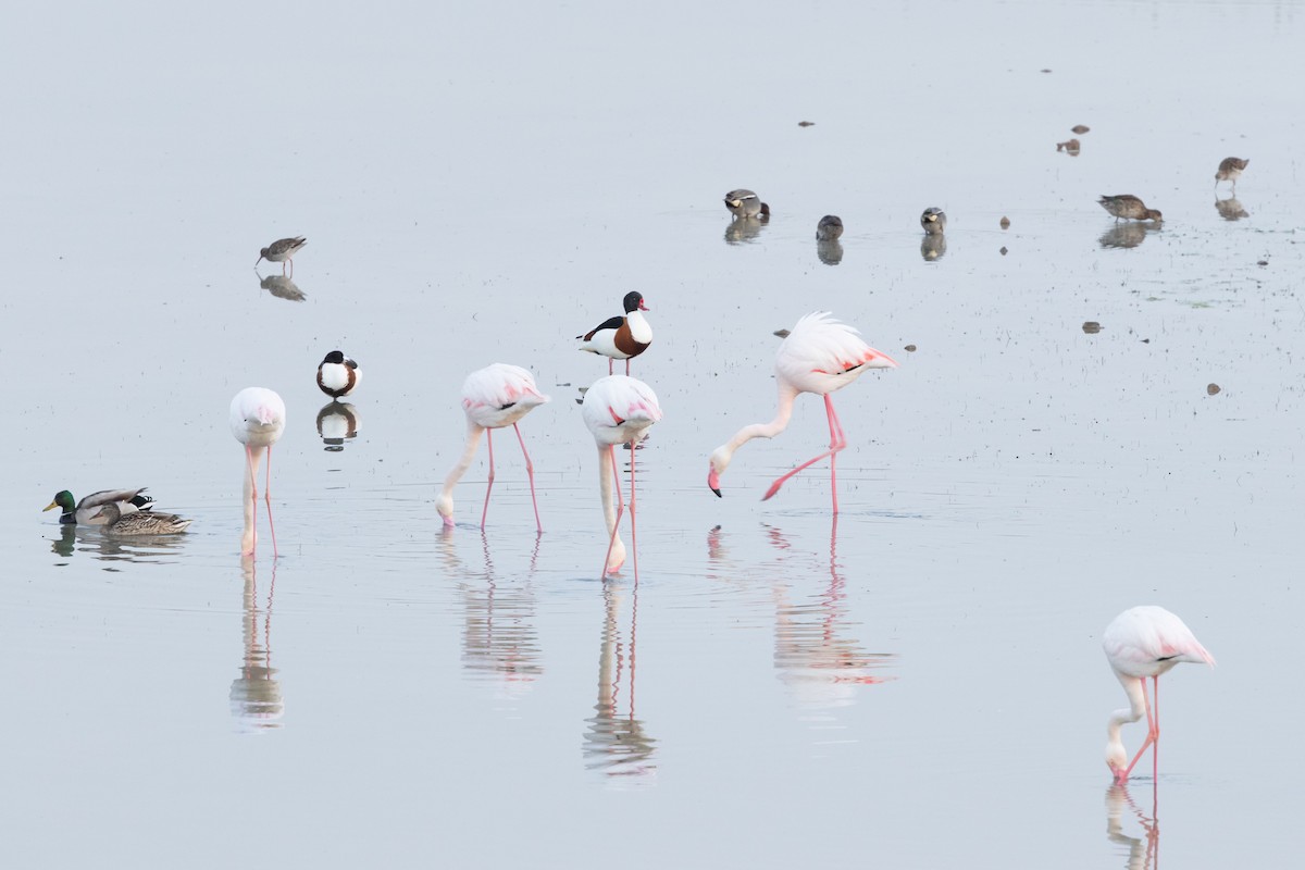 Greater Flamingo - Carsten Sekula