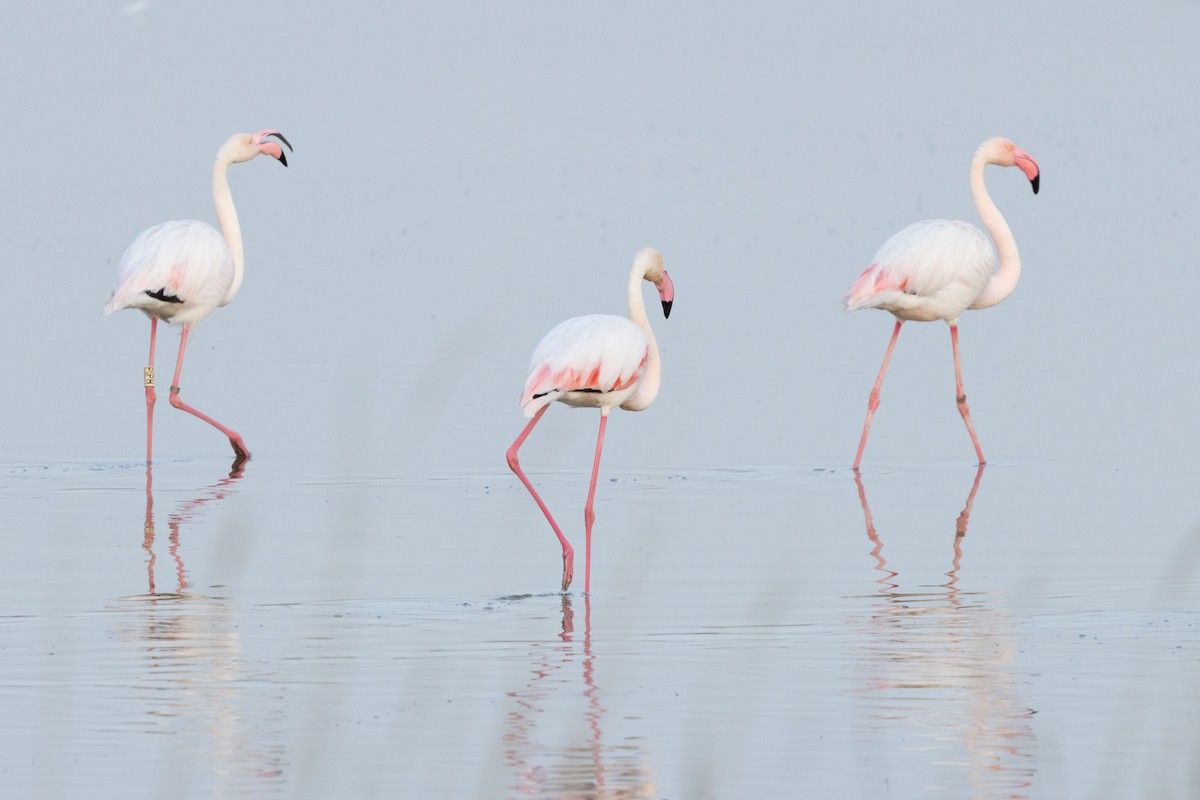 Greater Flamingo - ML605852161