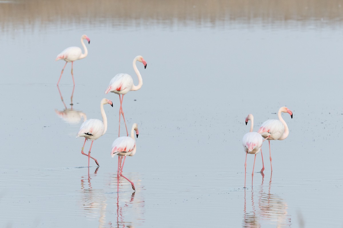 Greater Flamingo - ML605852171