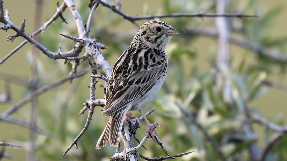 Baird's Sparrow - ML605852241