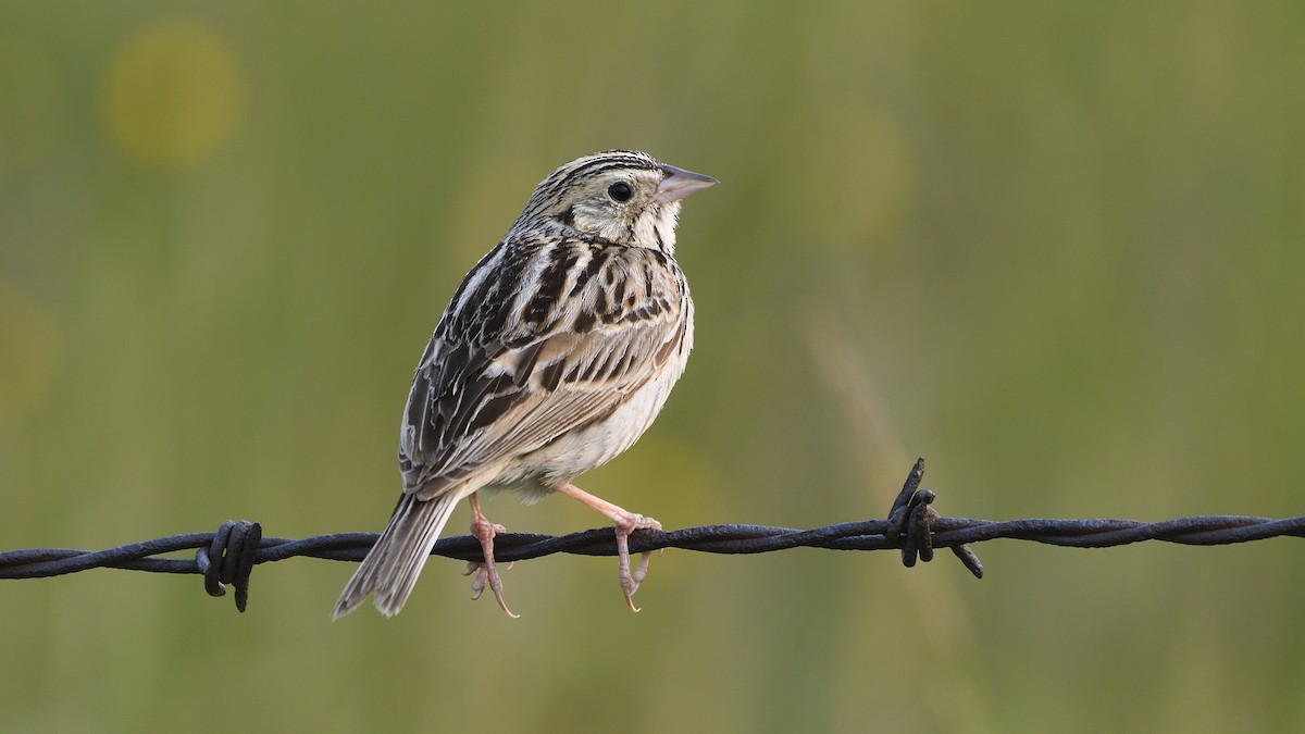 Baird's Sparrow - Steve Butterworth