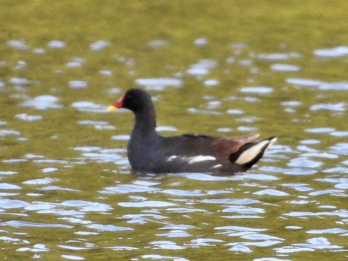 Eurasian Moorhen - ML605853151