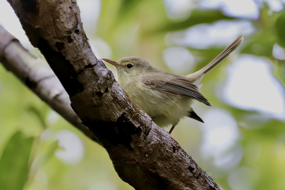 Rodrigues Warbler - ML605853571