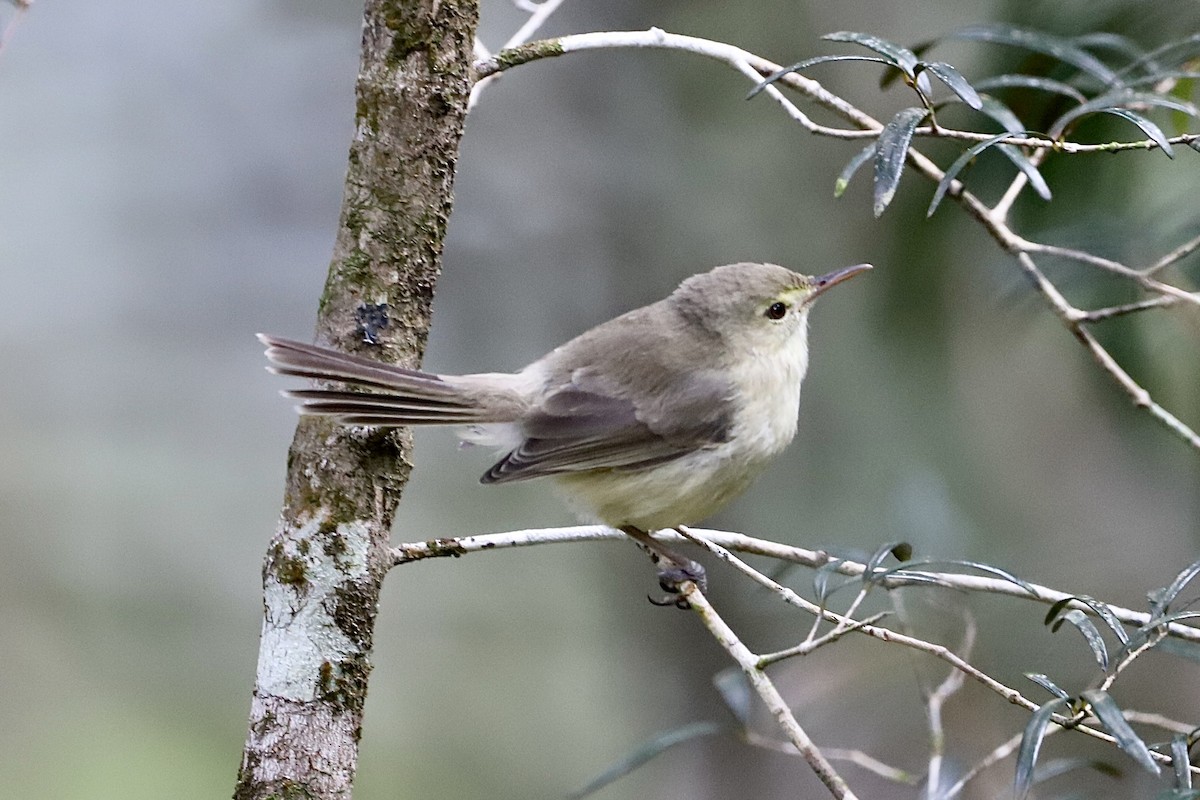 Rodrigues Warbler - ML605853591