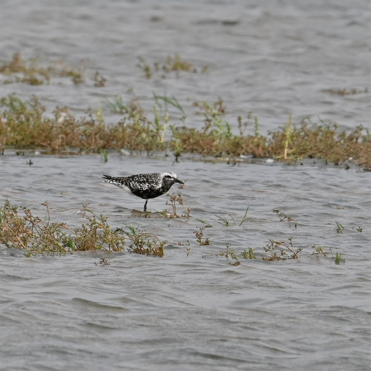 Black-bellied Plover - ML605854101