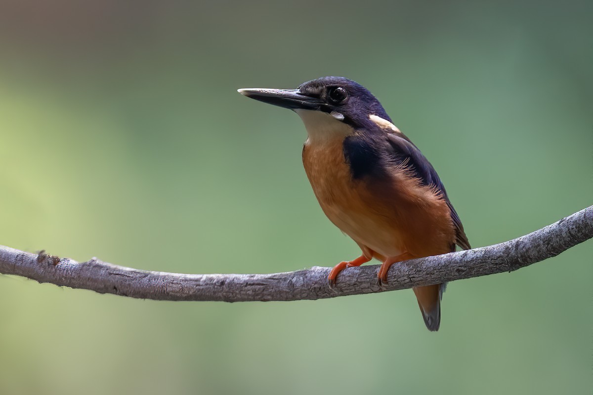 Azure Kingfisher - ML605855641