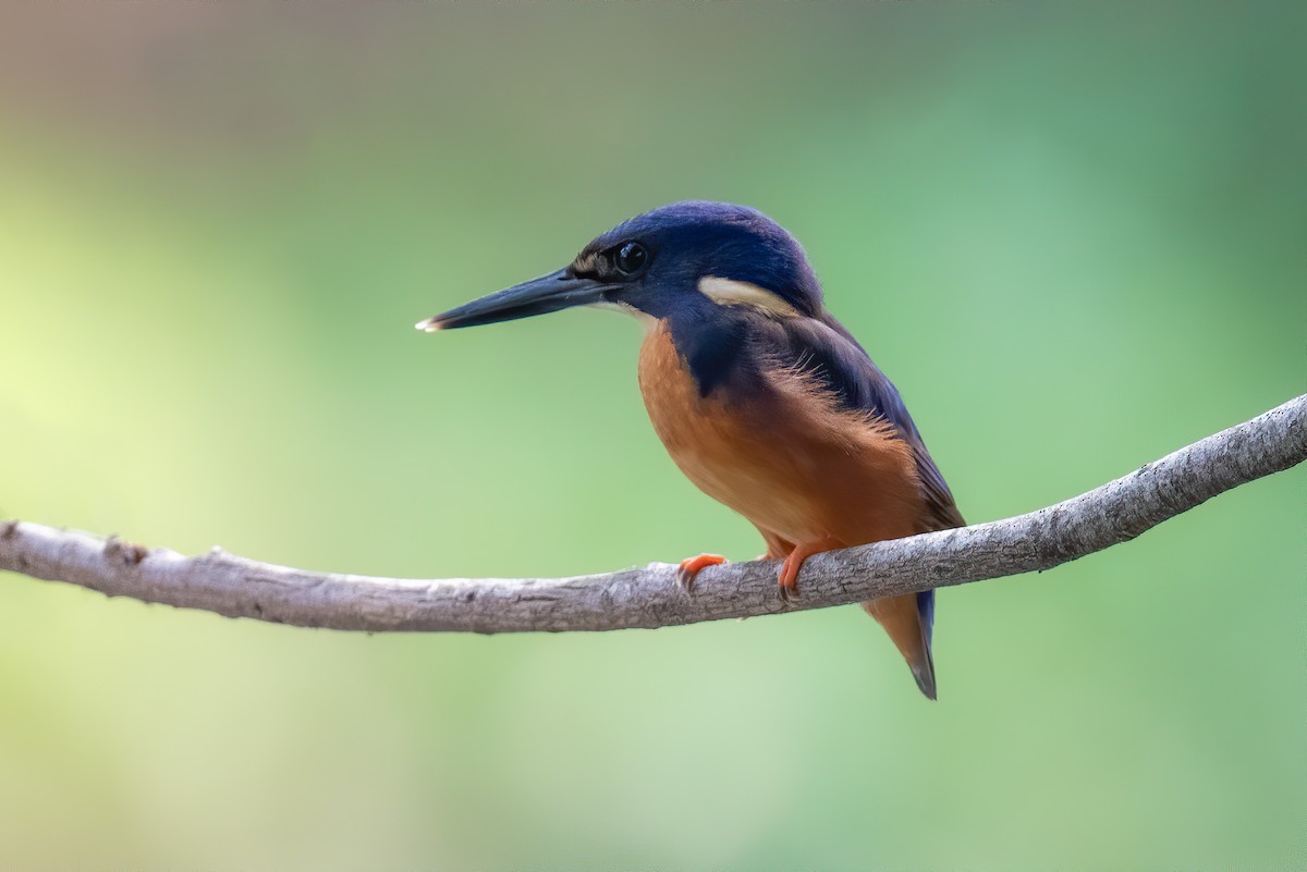 Azure Kingfisher - ML605855651