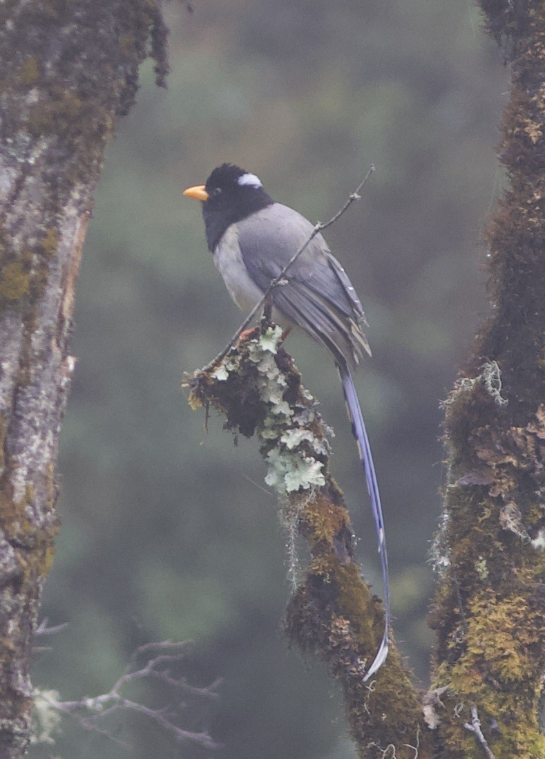 Yellow-billed Blue-Magpie - ML605855851