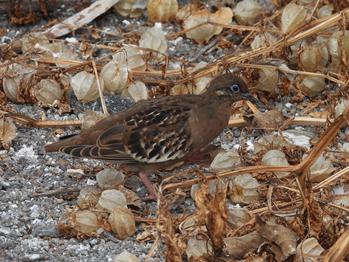 Tourterelle des Galapagos - ML605856011