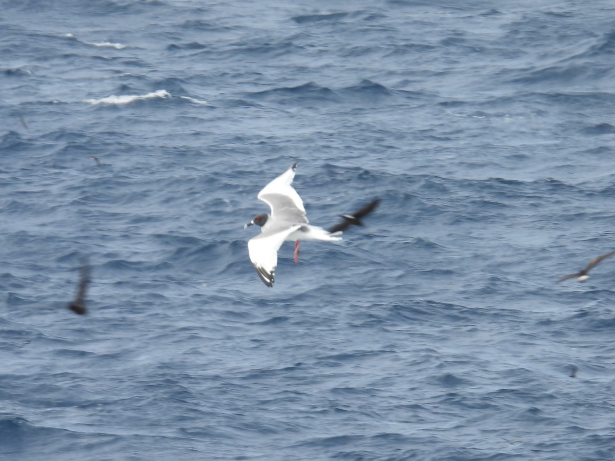 Swallow-tailed Gull - ML605856061