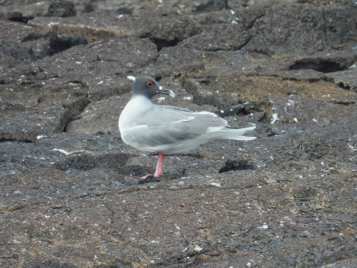 Swallow-tailed Gull - ML605856071