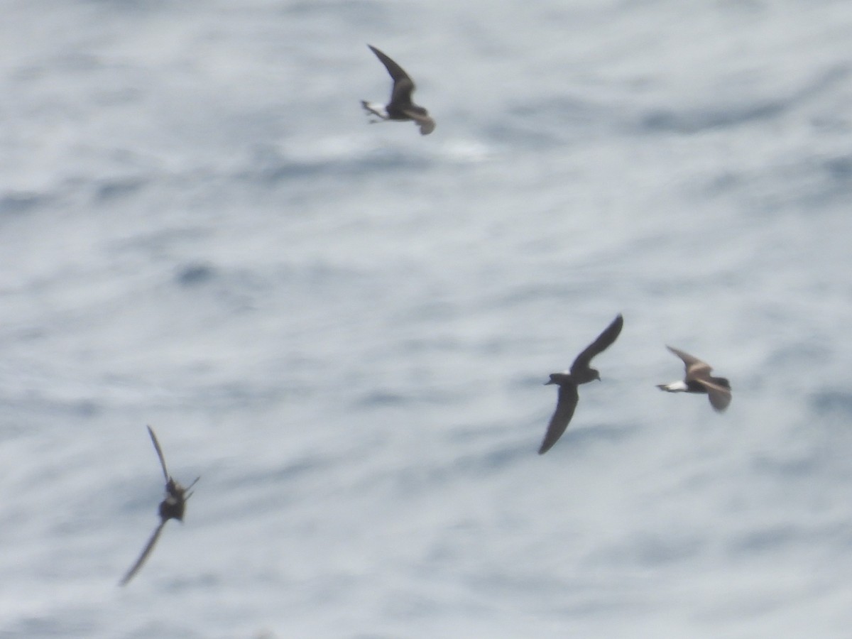 Wedge-rumped Storm-Petrel - ML605856131