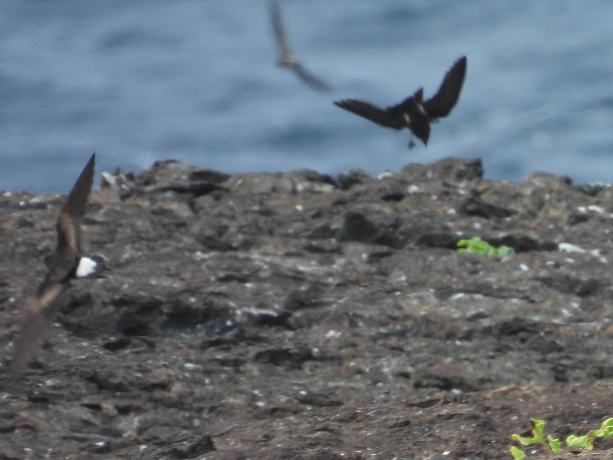 Wedge-rumped Storm-Petrel - ML605856141