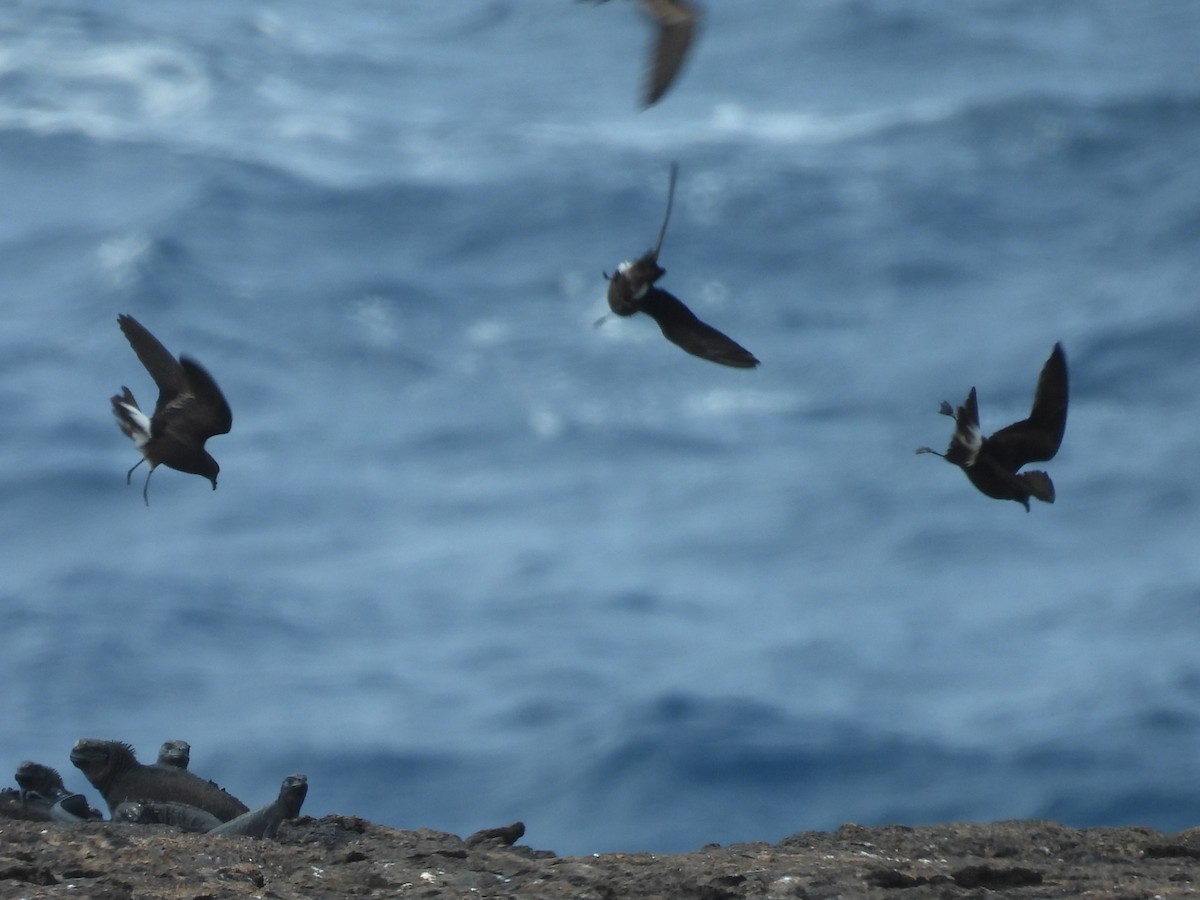 Wedge-rumped Storm-Petrel - ML605856151