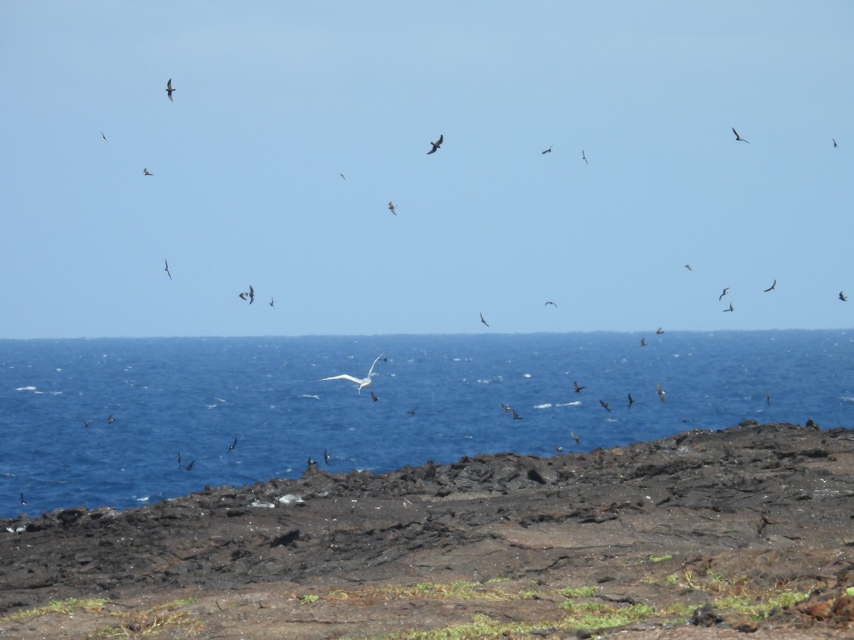 Wedge-rumped Storm-Petrel - ML605856161