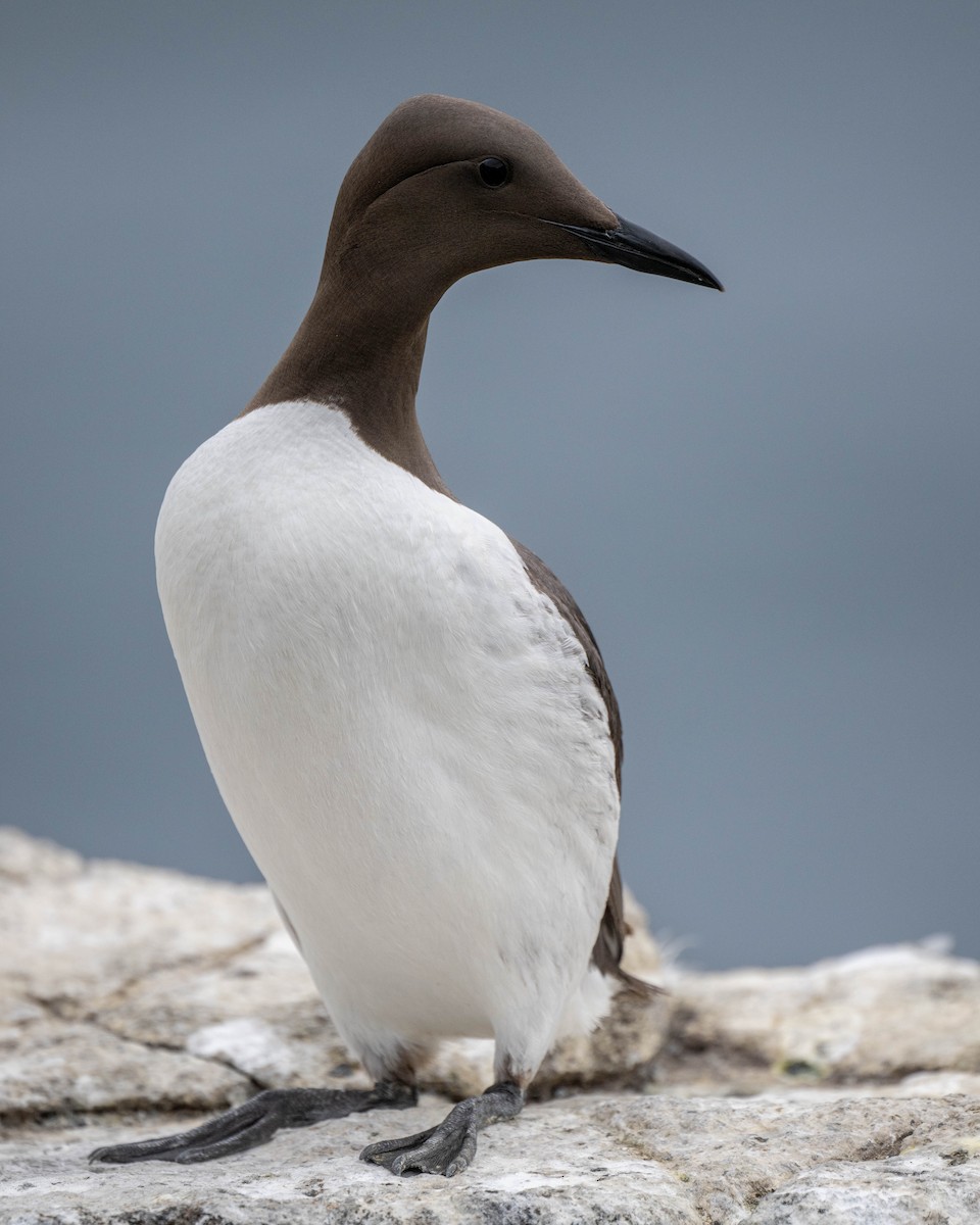 Common Murre - ML605856251