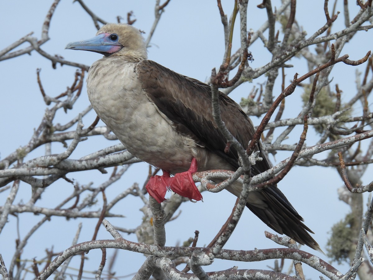 Red-footed Booby - ML605856371