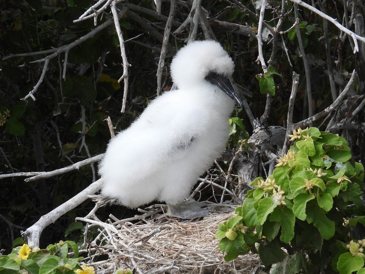 Red-footed Booby - ML605856441