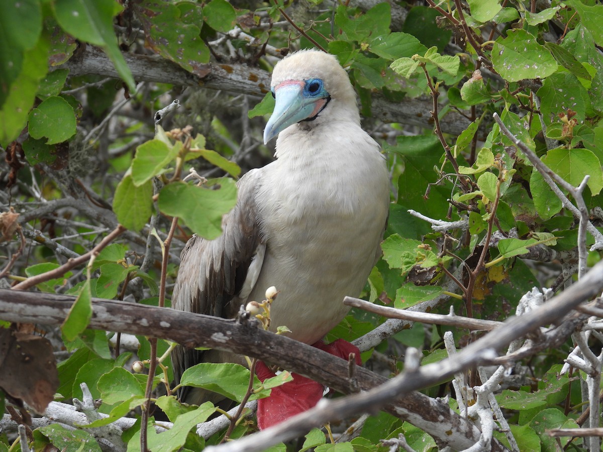Red-footed Booby - ML605856451