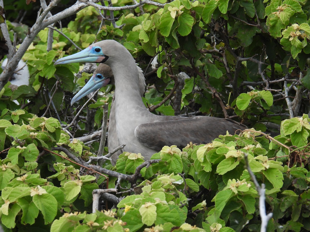 Red-footed Booby - ML605856461