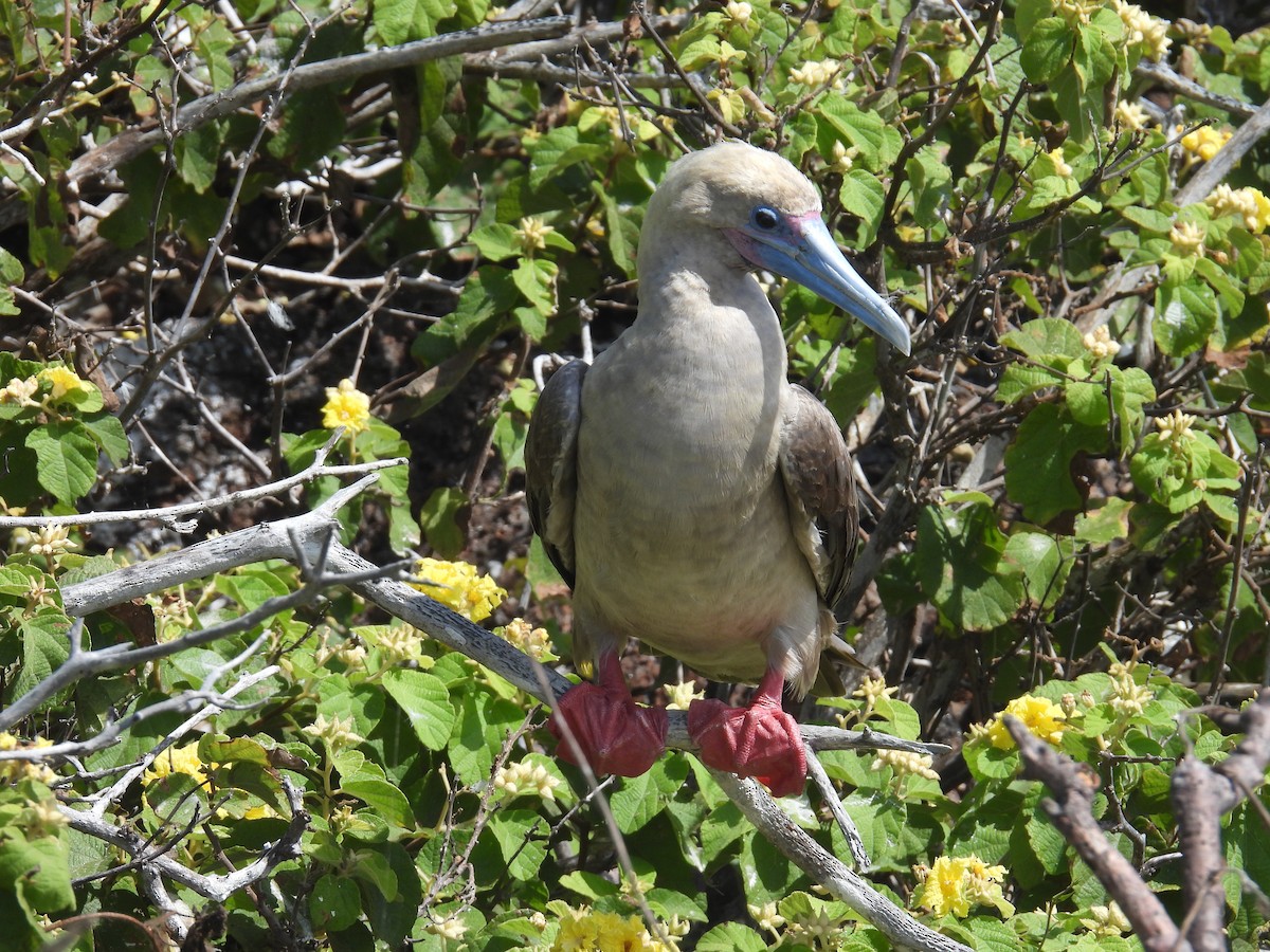Red-footed Booby - ML605856471
