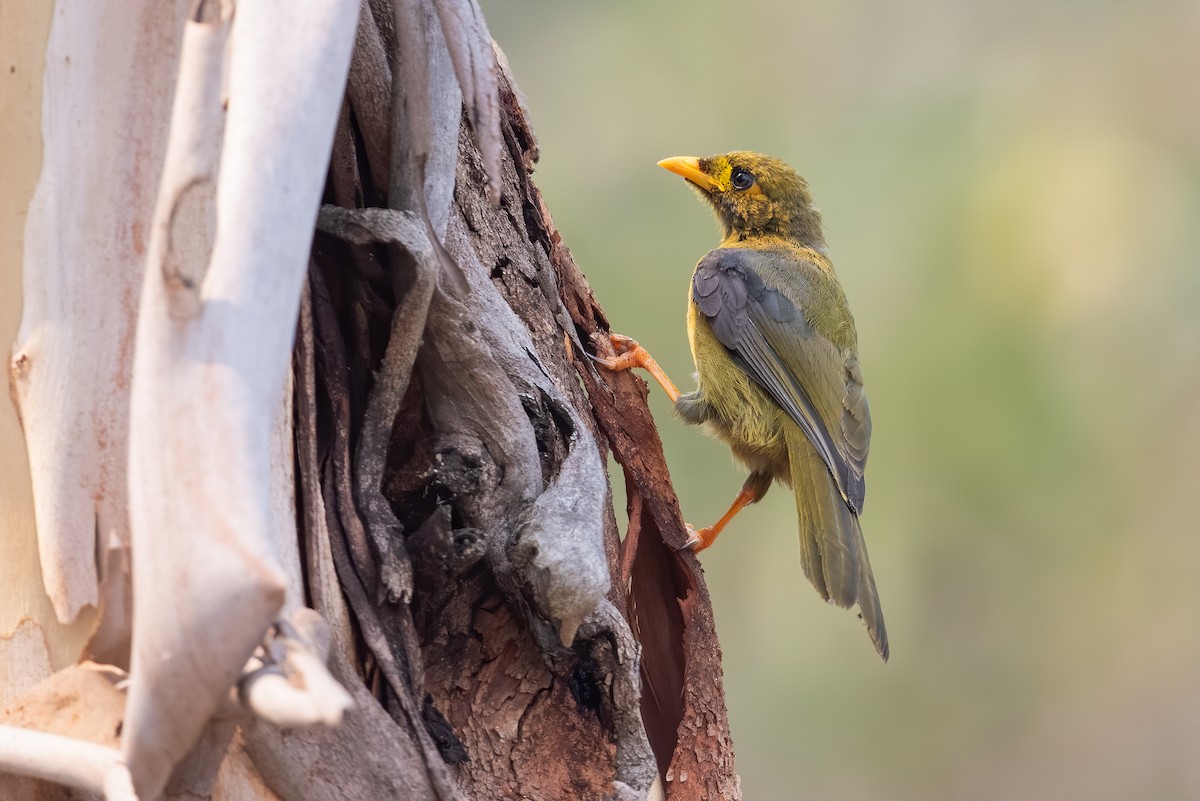 Bell Miner - ML605856581