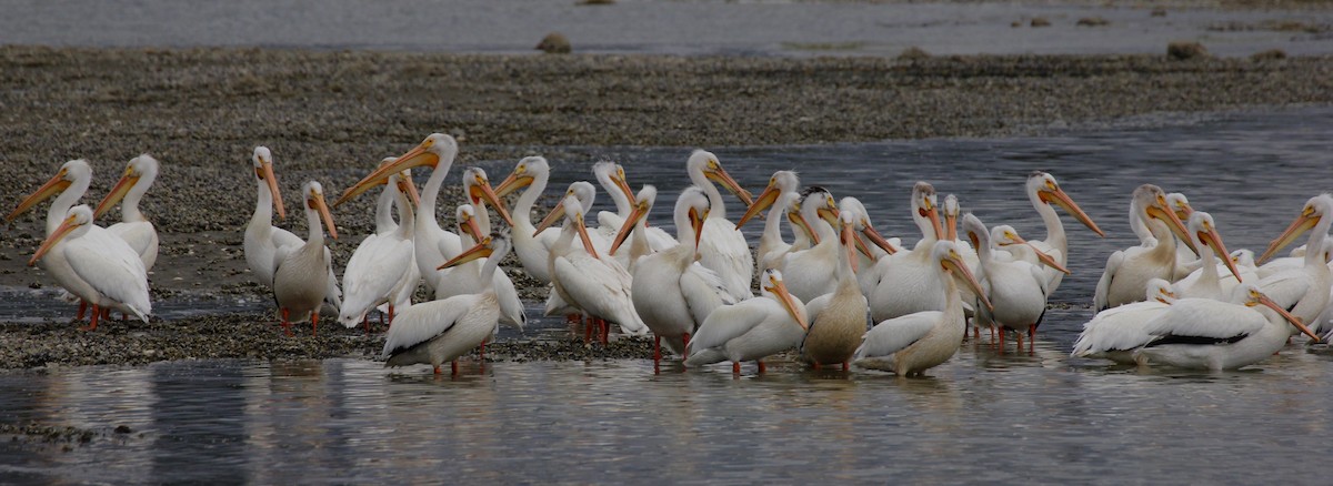 pelikán severoamerický - ML60585681