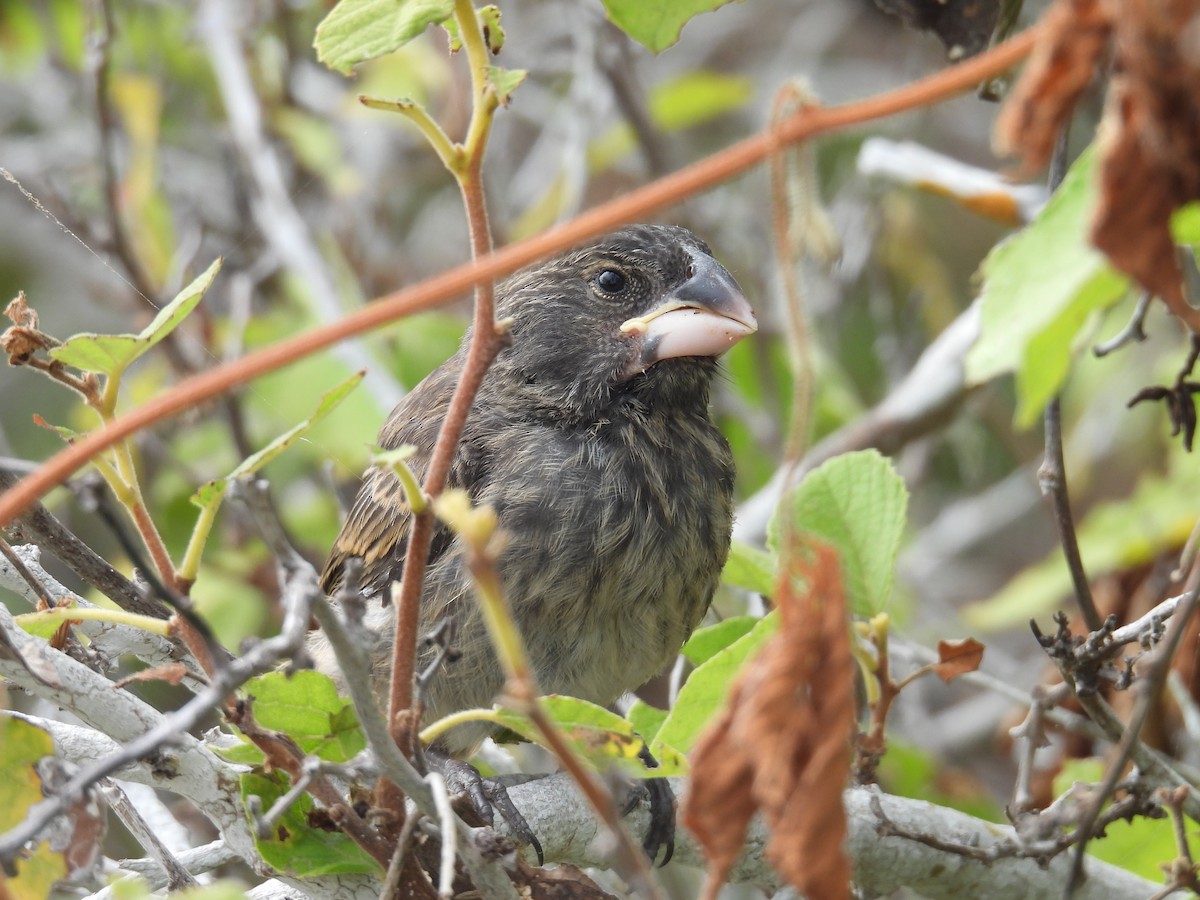 Large Ground-Finch - ML605856821