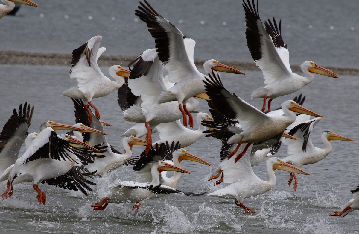 American White Pelican - maxine reid