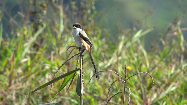 Long-tailed Shrike (nasutus Group) - ML605857801