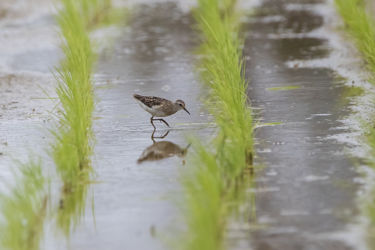 Long-toed Stint - Hugo Cobos