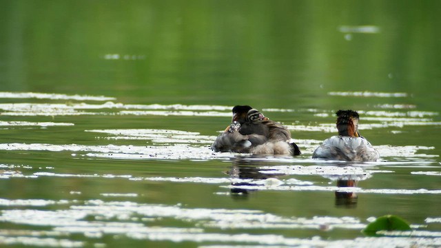 Red-necked Grebe - ML605858461