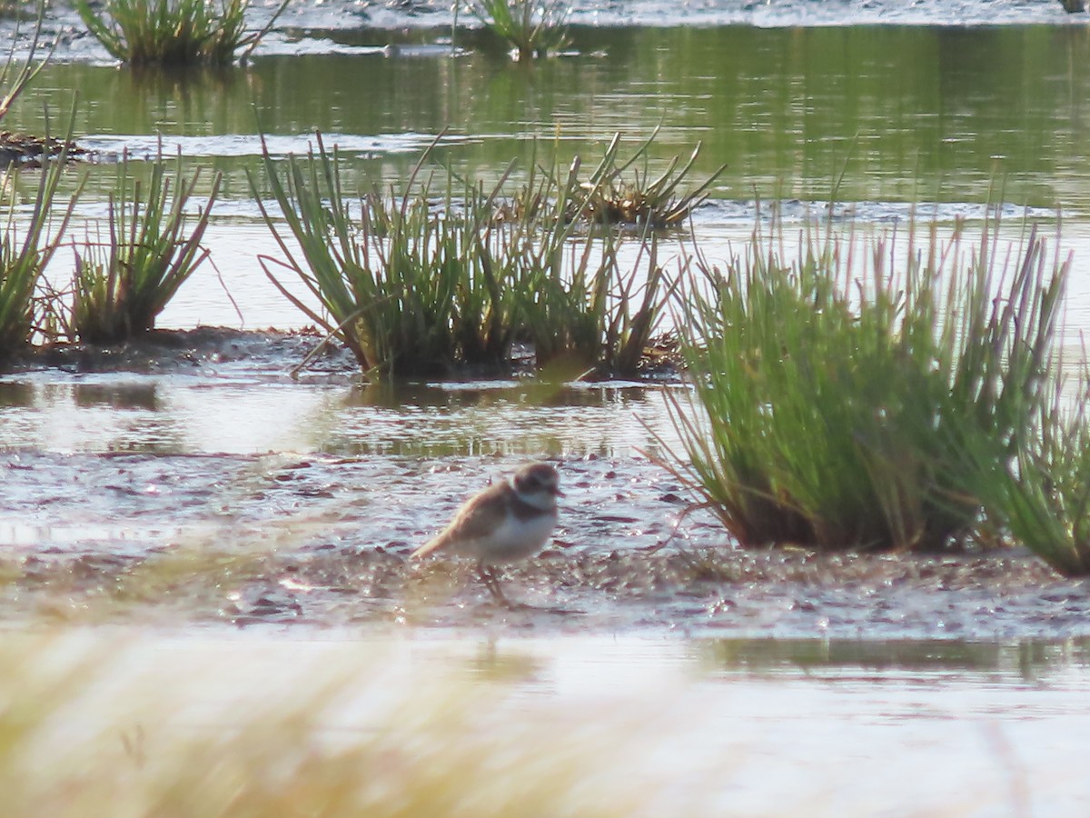 Semipalmated Plover - ML605858571