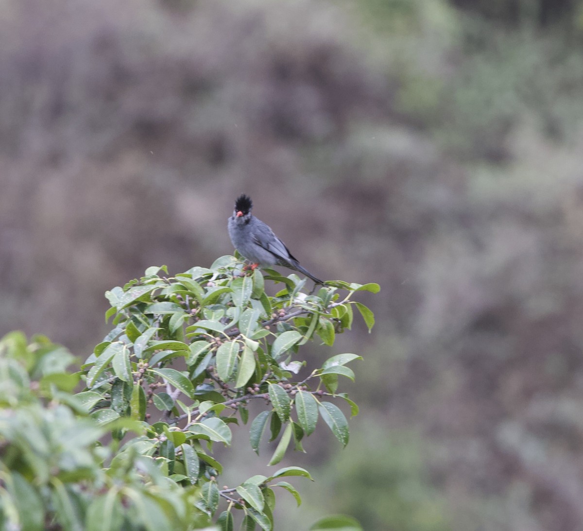 Black Bulbul - ML605858741