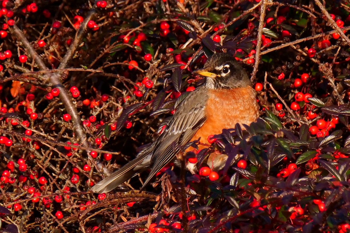 American Robin - ML605858771