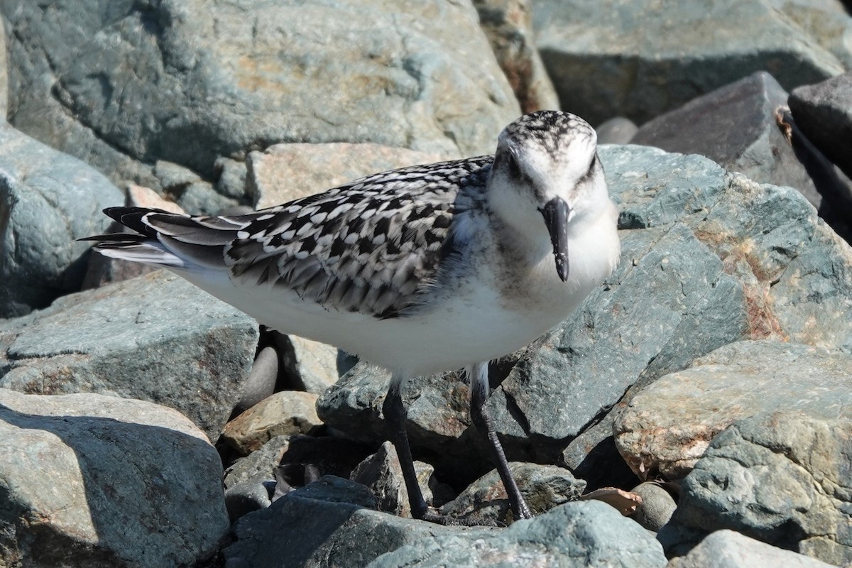 Sanderling - ML605859791