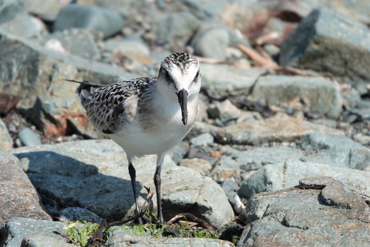 Sanderling - ML605859811