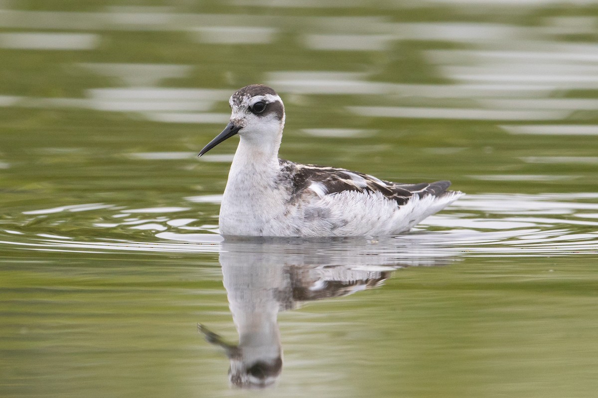 Red-necked Phalarope - Aseem Kothiala