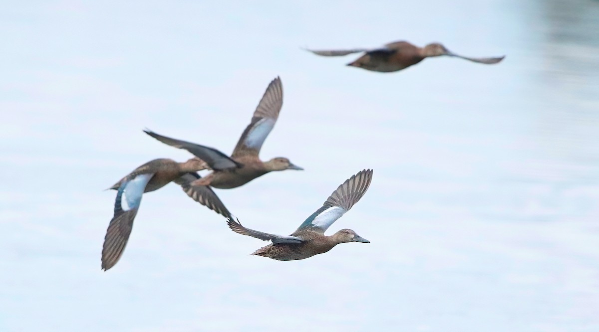 Blue-winged Teal - ML605860291