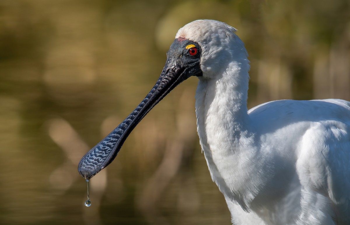 Royal Spoonbill - ML605861151