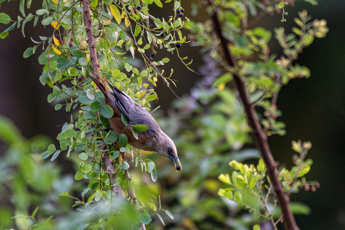 Malabar Starling - ML605861181