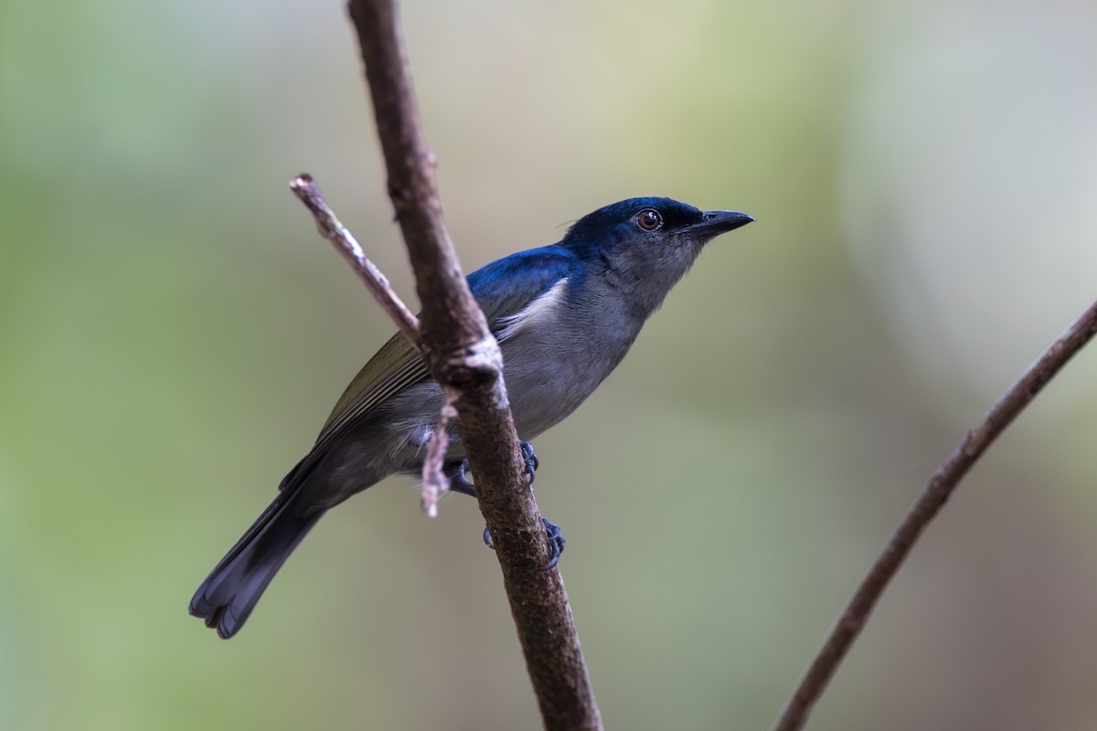 Black Berrypecker - Yann Muzika