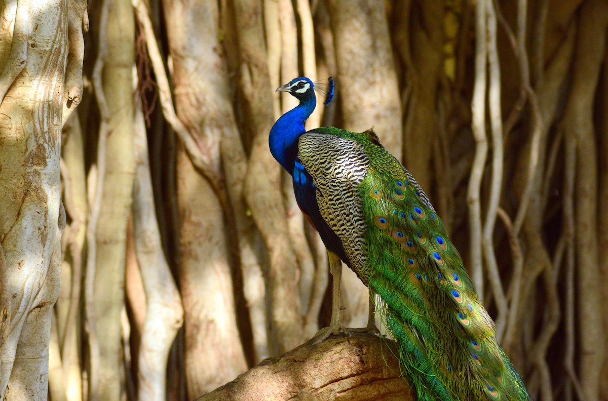 Indian Peafowl - Ajoy Kumar Dawn