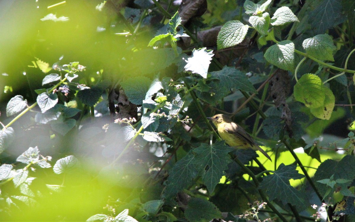 Mountain Yellow-Warbler - ML605863321