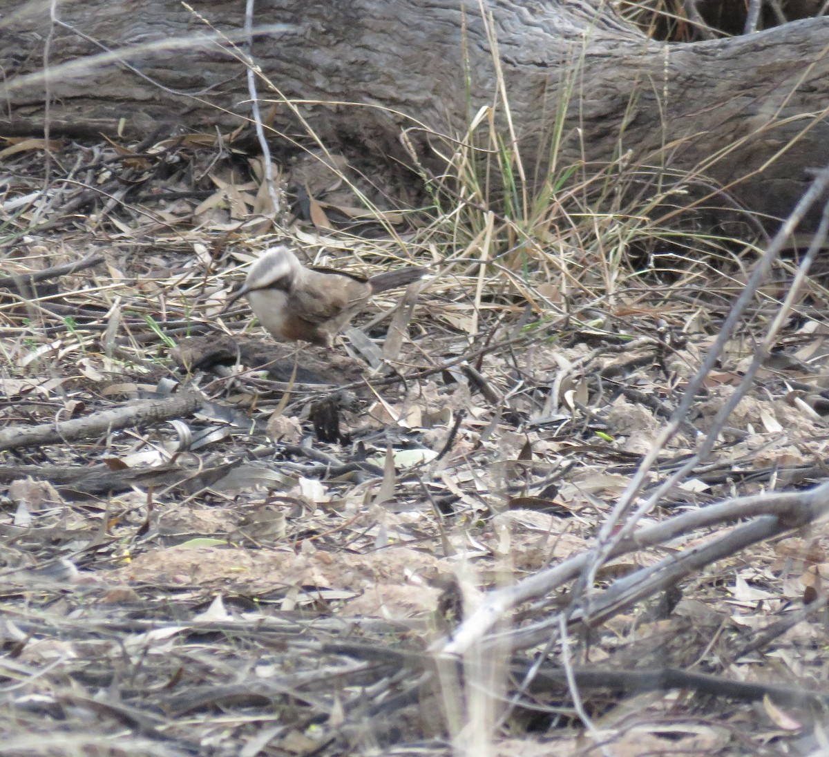 Gray-crowned Babbler - ML605863961