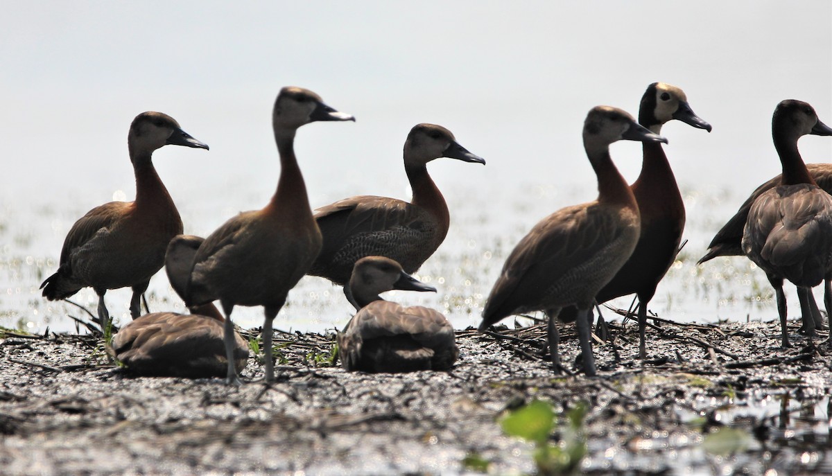 White-faced Whistling-Duck - ML605864401