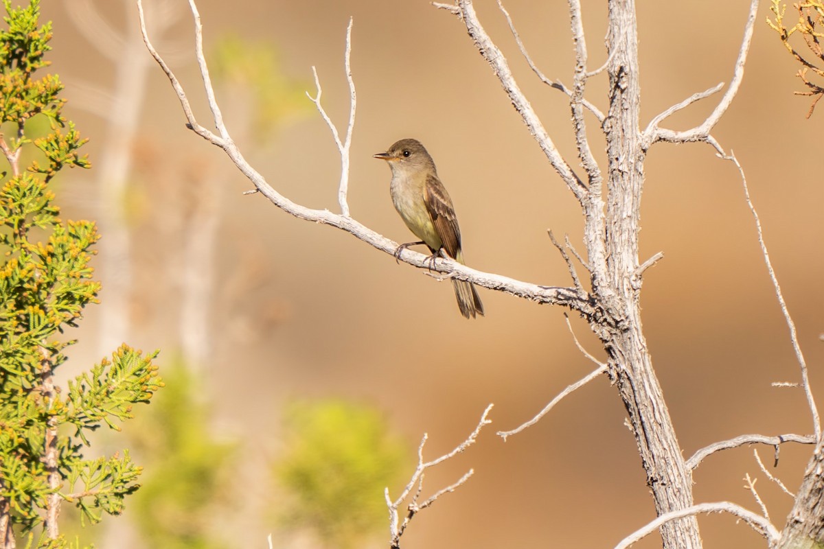 Western Wood-Pewee - chef Ito