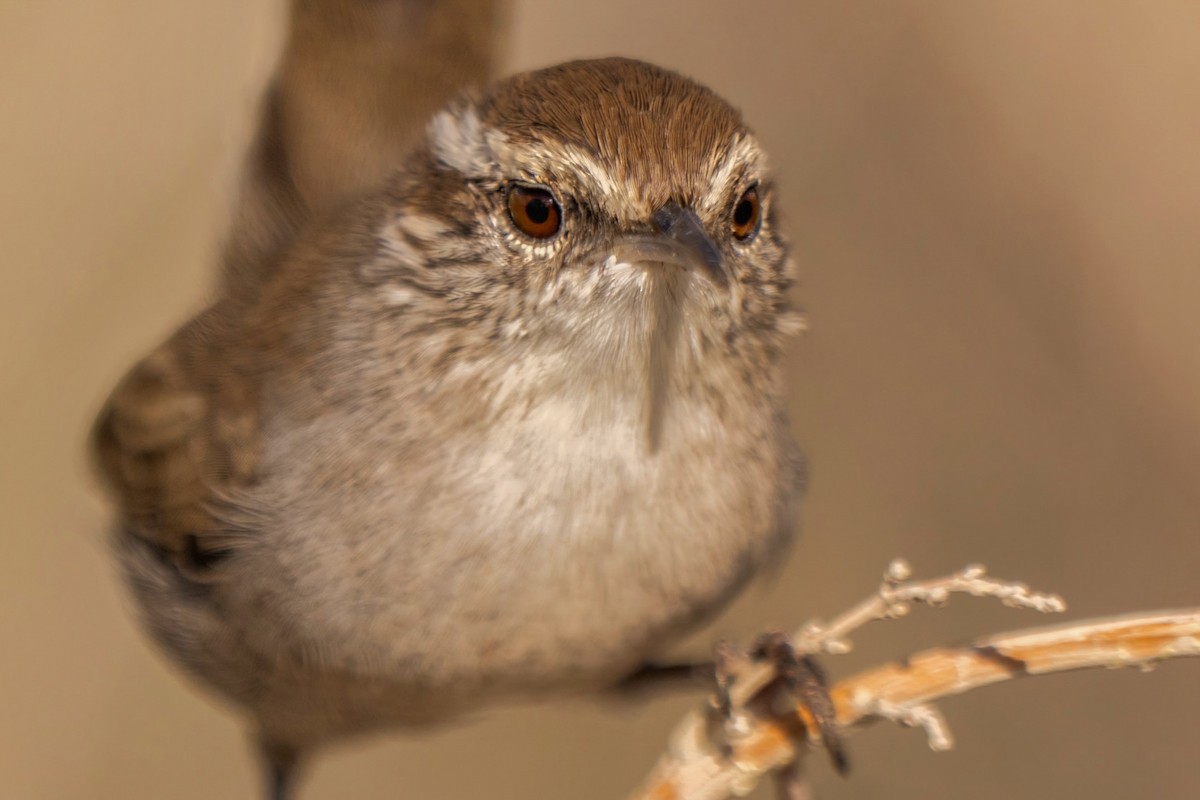 Bewick's Wren - chef Ito