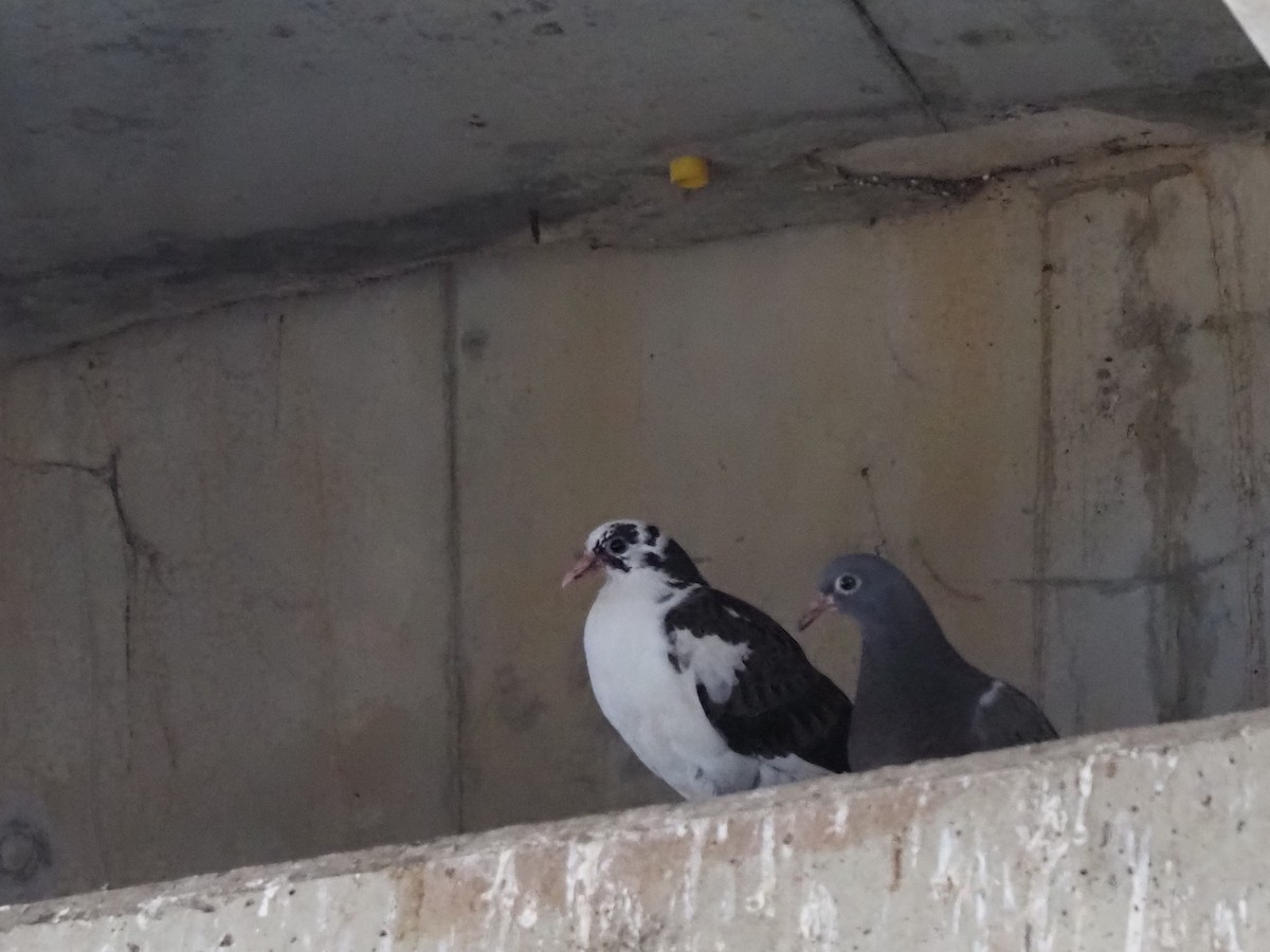 Rock Pigeon (Feral Pigeon) - ML605865481